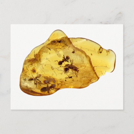 琥珀の中の昆虫 ポストカード (正面)