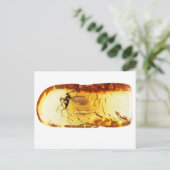 琥珀の中の蚊 ポストカード (スタンド正面)