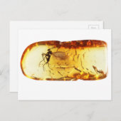 琥珀の中の蚊 ポストカード (正面/裏面)