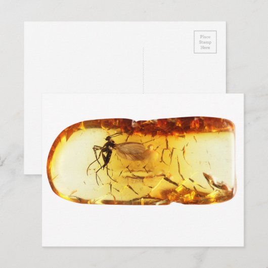 琥珀の中の蚊 ポストカード (正面/裏面)
