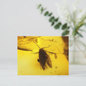 琥珀の中の蛾 ポストカード (スタンド正面)