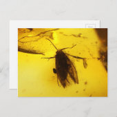 琥珀の中の蛾 ポストカード (正面/裏面)