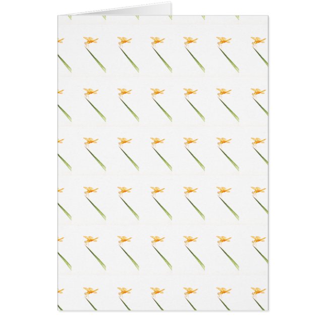 琥珀の翼すべてのまわりに (正面)