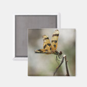 琥珀の翼 マグネット (正面/裏面)