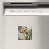 琥珀の翼 マグネット (インサイチュ (食洗機))