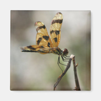 琥珀の翼 マグネット