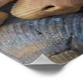 琥珀の貝殻 ポスター (角)