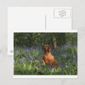 琥珀 ポストカード (正面/裏面)