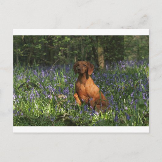 琥珀 ポストカード (正面)