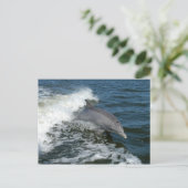 瓶詰めイルカ写真はがき ポストカード (スタンド正面)