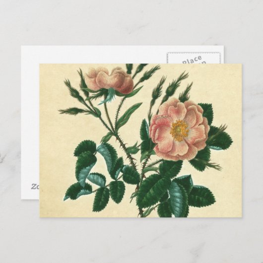 甘いイバラは上がりました ポストカード (正面/裏面)