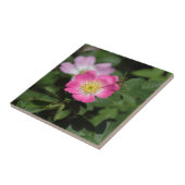 甘いイバラは上がりました(ローザのrubiginosa) タイル (側面)