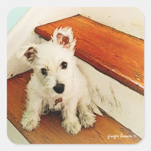 甘いウェスティーパピーステップに座ってヴィンテージ スクエアシール (正面)