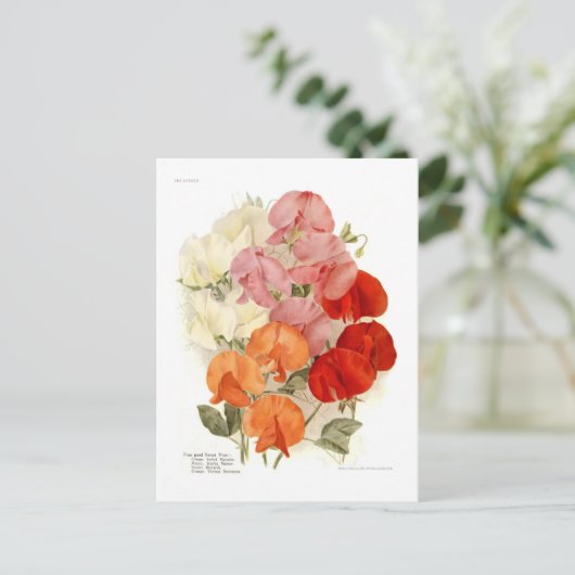 甘いエンドウ ポストカード (スタンド正面)