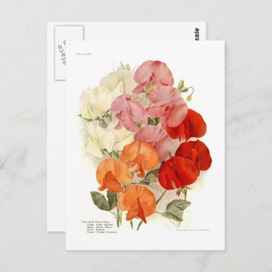 甘いエンドウ ポストカード (正面/裏面)