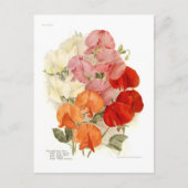 甘いエンドウ ポストカード (正面)