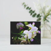 甘いエンドウ ポストカード (スタンド正面)