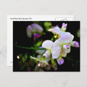 甘いエンドウ ポストカード (正面/裏面)