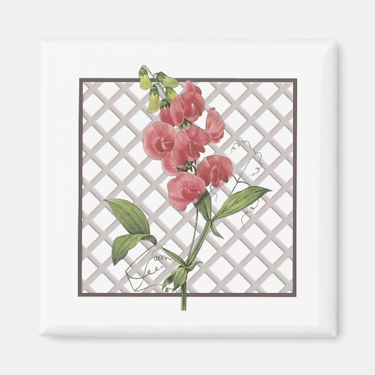 甘いエンドウ マグネット (正面)