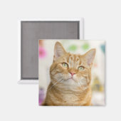 甘いオレンジタブビーキャット マグネット (正面/裏面)