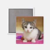 甘いキットン磁石 マグネット (正面/裏面)