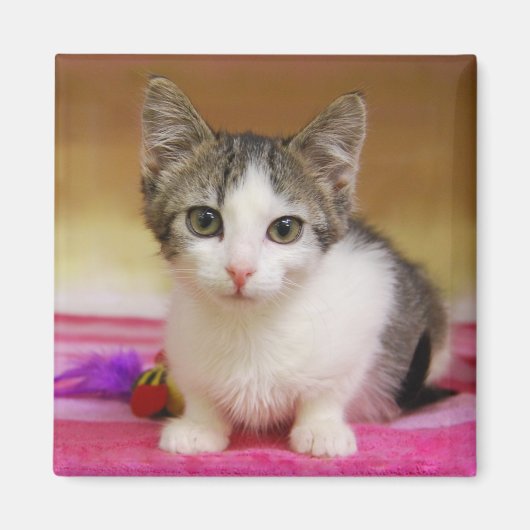 甘いキットン磁石 マグネット (正面)