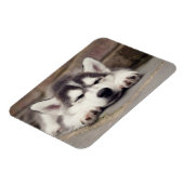 甘いシベリアのハスキーの子犬の眠り マグネット (左側)