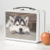甘いシベリアン·ハスキーの子犬が眠る メタルランチボックス (インサイチュ)