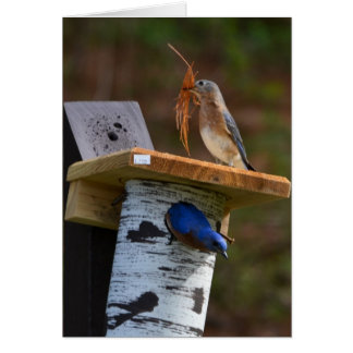 甘いネスティングブルーバード