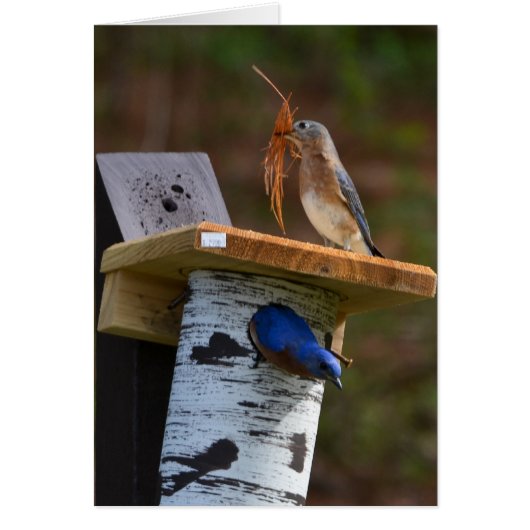 甘いネスティングブルーバード (正面)