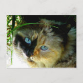 甘いパイ ポストカード (正面)