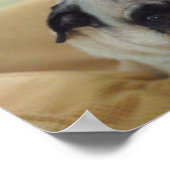 甘いパグポスター ポスター (角)