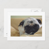 甘いパグポストカード ポストカード (正面/裏面)