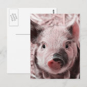 甘いピッグピンク ポストカード (正面/裏面)