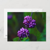 甘いブラックベリー ポストカード (正面/裏面)