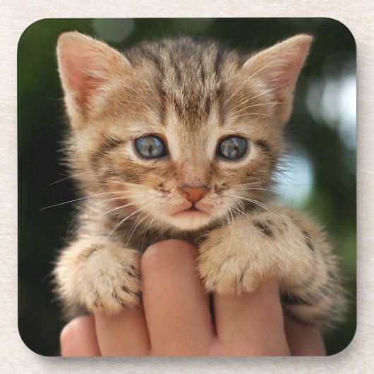 甘いベビーの子ネコ コースター (正面)