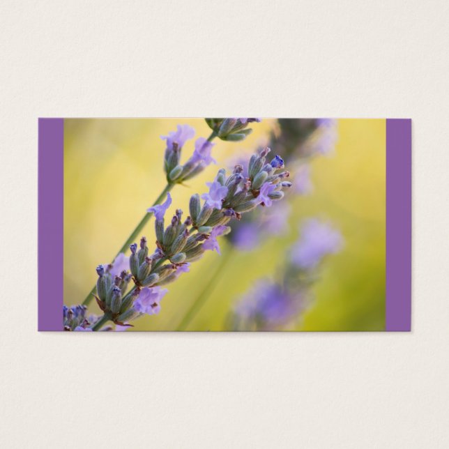 甘いラベンダー (正面)