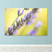 甘いラベンダー キャンバスプリント (インサイチュ (ウッドフロア))