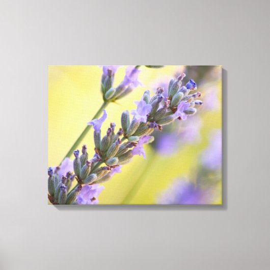 甘いラベンダー キャンバスプリント (正面)