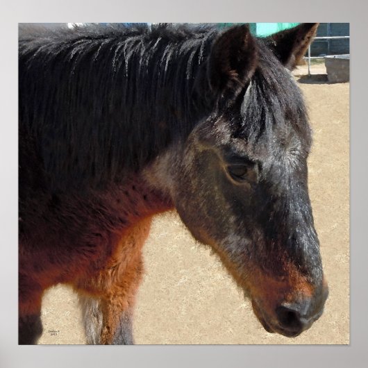 甘い古いポニーホース – 馬とポニー ポスター (正面)