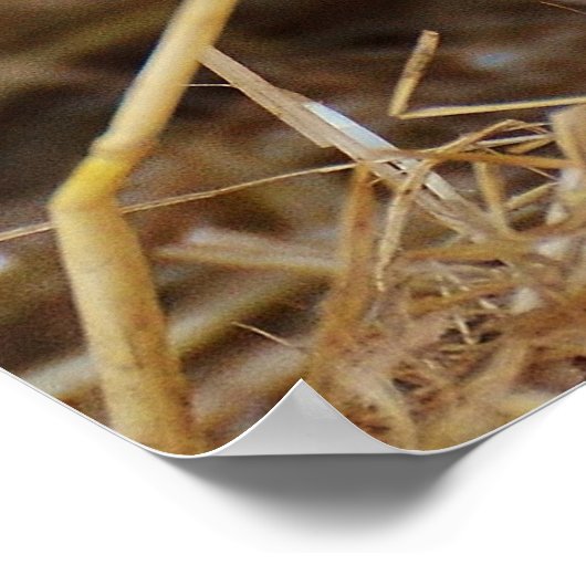 甘い可愛い豚 ポスター (角)