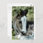 甘い夢 ポストカード (正面/裏面)