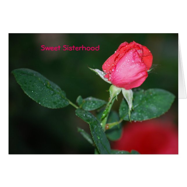 甘い姉妹関係 (正面横)