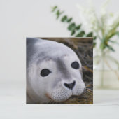 甘い子どものアシカの招待状 招待状 (スタンド正面)