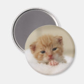 甘い子犬子猫 マグネット (正面/裏面)