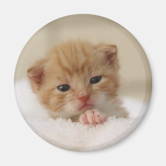 甘い子犬子猫 マグネット (正面)