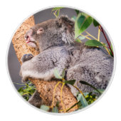 甘い小さなコアラ セラミックノブ (正面)