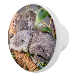 甘い小さなコアラ セラミックノブ