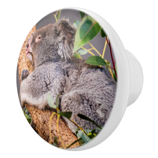 甘い小さなコアラ セラミックノブ (右)