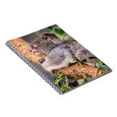 甘い小さなコアラ ノートブック (右側)